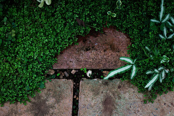 Stone block walk way with fern in the garden
