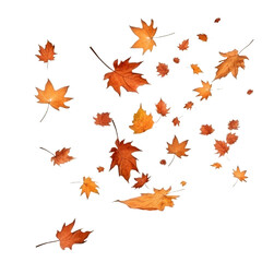 Obraz premium autumn dry leaf leaves moving with wind transparent png isolated on white background, mockup overlay orange and yellow foliage