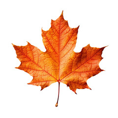 dry orange maple leaf isolated on a white or transparent background, thanksgiving overlay mockup