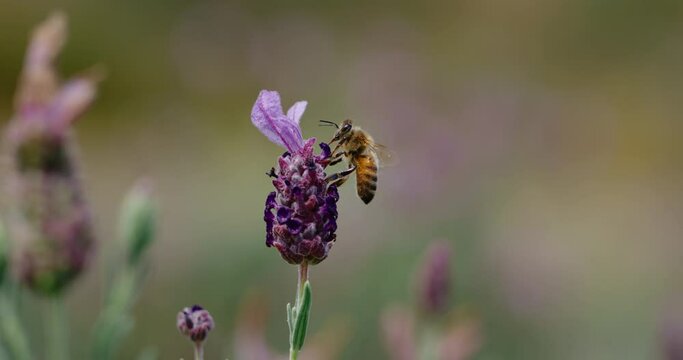 Honey bee feeding on lavender flower, super slow motion at 1000 fps