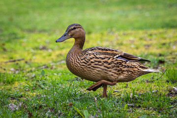 Naklejka na ściany i meble wild duck bird while walking in the meadow