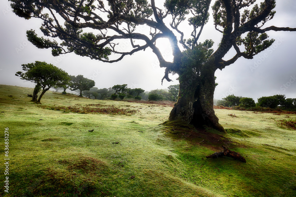 Wall mural Mystical misty green old forest tree landscape with sun in Madeira, Fanal - Europe