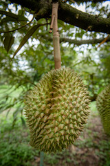 Naklejka na ściany i meble Big durian in nature garden.