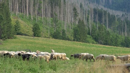 Flock of Sheep on Pasture Meadow at Sunset in Polish Mountains