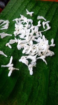 Leucas (Thumba) - The Onam Flower