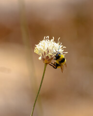 a large bee on a white flower