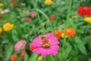Obraz na płótnie Canvas A Pink Zinnia Elegans Flower With A Honey Bee 