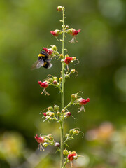 A bumblebee sucking nectar of a red flower.
