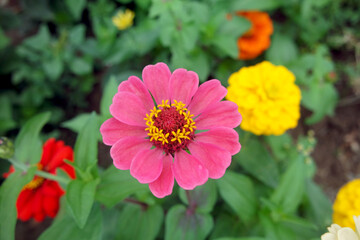 A Pink Zinnia Elegans Flower And Green Leaves In Garden