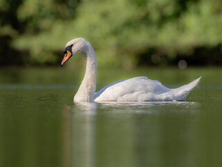 Low angle mute swan