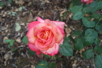 A Blooming Multi Colored Pink Rose Flower