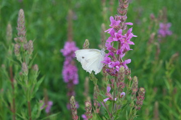 A Butterfly On Lythrum Anceps Lythrum Salicaria Flowers In Garden