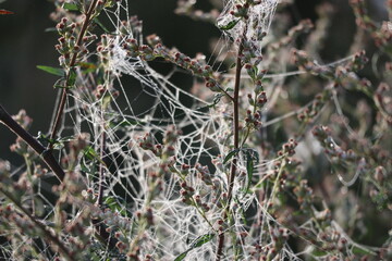 Spinnennetz