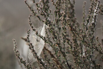 Spinnennetz