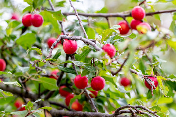 Red plums, cherry plums, on a tree. Plum harvest
