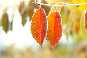 Colorful leaves covered with frost on a tree branch in autumn