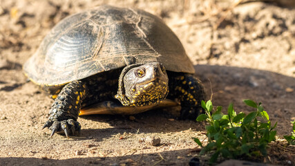 A turtle in the desert on a hot day crawls to a green plant to eat