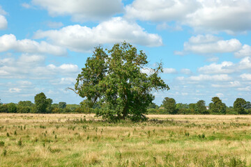 Lone tree in a summer grassy meadow