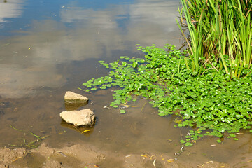 Mass of floating water weeds