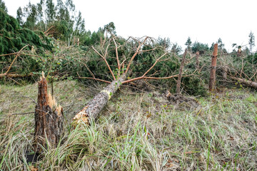 Consequences of the storm in Latvia, Zemgale. On August 7, a hurricane-force storm raged in Latvia, which felled trees and damaged houses. Trees broken by the storm.