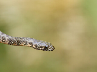 Water snake. Viperine Snake. Natrix Maura