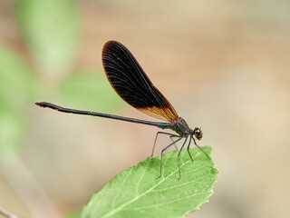 Copper Demoiselle in a natural background. Calopteryx haemorrhoidalis. Male