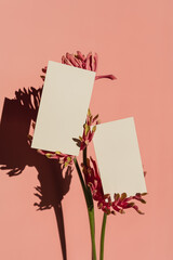 Blank paper card sheets on pink gerber flowers over bright salmon pink wall with aesthetic sunlight...
