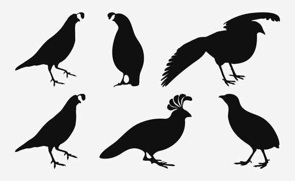 Captivating Collection of Quail Silhouettes, Diverse Set Depicting Quail in Various Poses and Moods