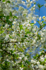 Aronia melanocarpa or black chokeberry white flowers and green leaves on branch in garden, close up