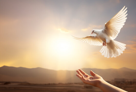 A white dove of Peace or simply, Peace dove, released or coming back to a pair of hands in the sunset or soft morning light. Hope, peace and Love. Copy Space.
