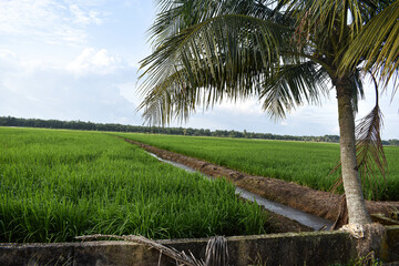 View of paddy fields with coconut trees. Clear sky background and good weather in Johor, Malaysia.