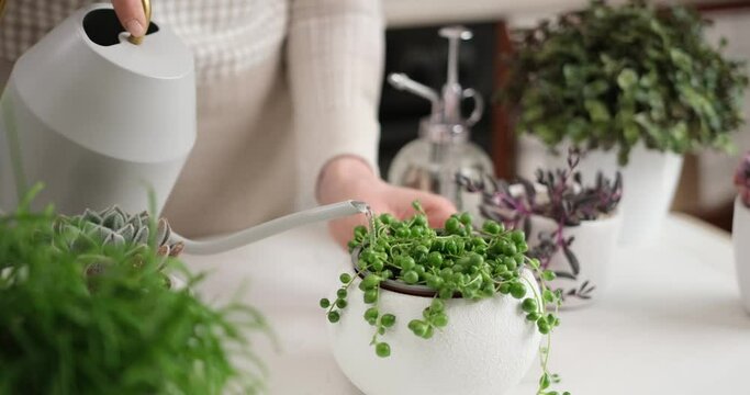 Potted Senecio Rowley house plant in white ceramic pot and other succulent plants on a table indoors