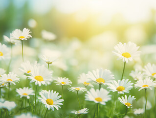 Field of daisies on the meadow a sunny day. Nature background with sunlight. By AI