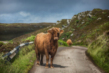 Ein Schottisches Hochlandrind in den Highlands unterwegs