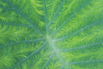 close up of taro leaves or taro leaf structure. taro leaves are green