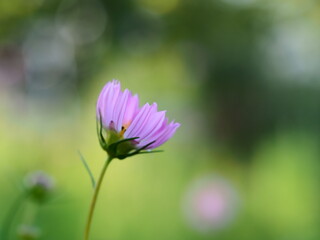 秋の花　ピンク色のコスモス