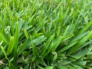 The types of flowers that can grow in Saudi Arabia are very beautiful and pleasing to the eye