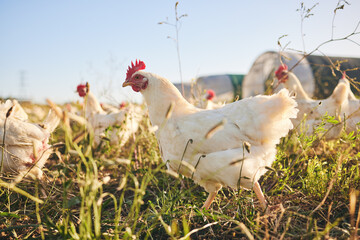 Grass, chicken farm and coup with blue sky in green countryside, free range agriculture and...