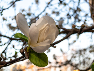 Blooming Star magnolia on branch
