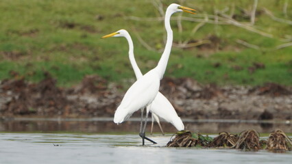 Tiruchirapalli,Tamilnadu, india- 7 august 2023 two White Crane Bird on the lake waiting for fish