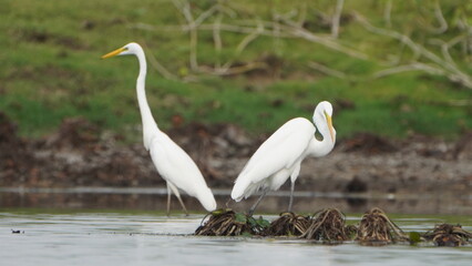Tiruchirapalli,Tamilnadu, india- 7 august 2023 two White Crane Bird on the lake waiting for fish