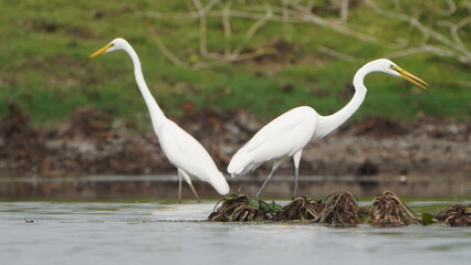 Tiruchirapalli,Tamilnadu, india- 7 august 2023 two White Crane Bird on the lake waiting for fish