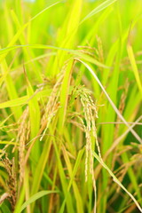 Mature paddy rice field before harvest, Mature paddy rice growing in rice field