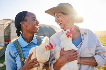Agriculture, chicken and women laugh on farm for health check, animal wellness or growth in field....
