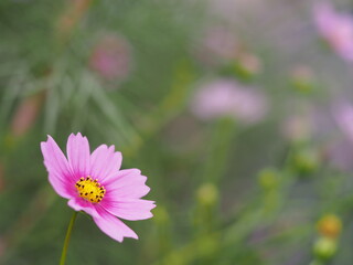 秋の花　濃いピンク色のコスモス