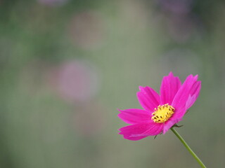 秋の花　濃いピンク色のコスモス