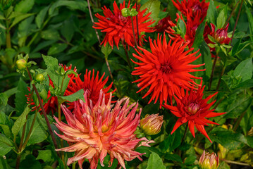 Dahlienblüte im Münsterland