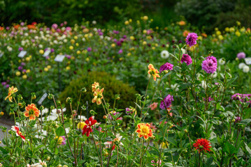 Dahlienblüte im Münsterland