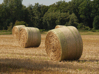 Spätsommer im Münsterland