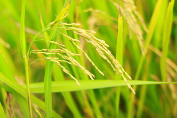 Mature paddy rice field before harvest, Mature paddy rice growing in rice field